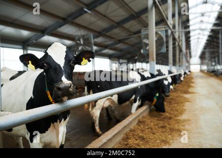 Messa a fuoco selettiva sulla mucca da latte in bianco e nero guardando la macchina fotografica mentre si trova in vacchetta contro la fila di altri bovini che mangiano foraggio Foto Stock