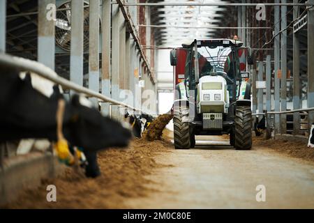 Il trattore si sposta in avanti lungo i vagli con bovini purei e sparge foraggio per le vacche da latte nell'alimentatore della moderna cowfarm Foto Stock