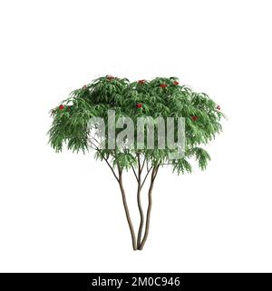 3D illustrazione degli alberi di Jatropha isolati su sfondo bianco Foto Stock