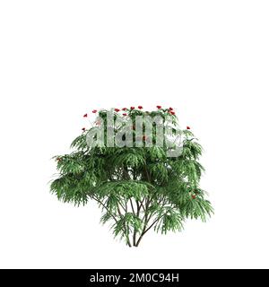 3D illustrazione degli alberi di Jatropha isolati su sfondo bianco Foto Stock