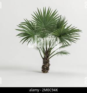 3d immagine di palme a ventaglio isolate su sfondo bianco Foto Stock