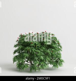 3D illustrazione degli alberi di Jatropha isolati su sfondo bianco Foto Stock