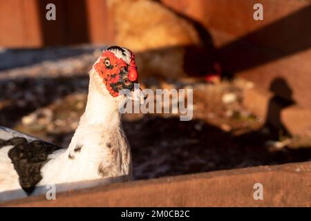 Primo piano di un'anatra di muscovia, inverno, Cechia Foto Stock