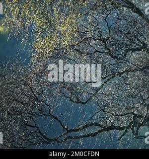 Alberi in primavera che mostrano bellezza nella natura con motivi, forma e texture sorprendenti, con una tavolozza di nuova crescita e colore primavera vibrante, Foto Stock