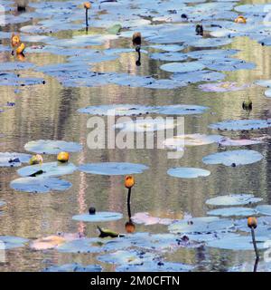 Fotografia a colori semi-astratta, che mostra le acque boschive in un ambiente veramente selvaggio, l'immagine è un astratto a colori con uno stile quasi impressionista Foto Stock