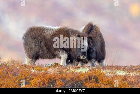 Cute baby musk oxen (Ovibos moschatus) headbutting sullo sfondo sfocato durante il giorno Foto Stock