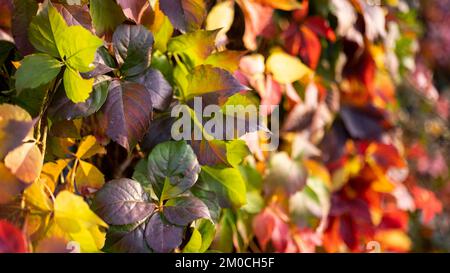 Giallo, Rosso, Verde foglie d'acero durante la stagione autunnale con luce solare calda da dietro. Parco autunnale su sfondo sfocato. Bella natura scane, autunno da Foto Stock