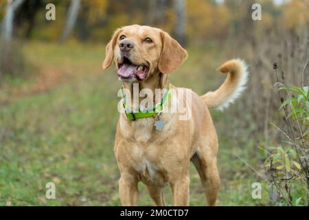 Ritratto di razza mista carino foxydog nella foresta in autunno. Concetto di animali domestici adottato. Il prato. Cani felici che giocano all'aperto. Foto Stock