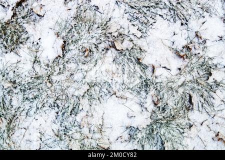 erba e foglie gialle sotto la neve Foto Stock