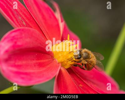 Ape su dahlia rossa Foto Stock