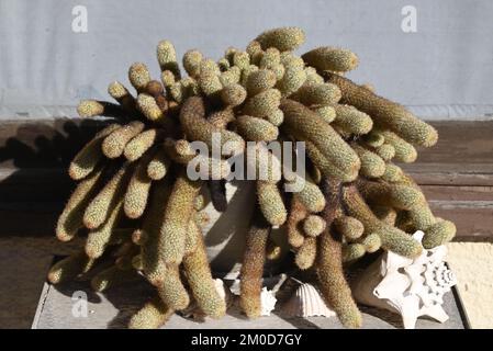 Una robusta pianta di cactus di coda di ratto dorata circondata da conchiglie in mostra a Tucson, Arizona Foto Stock