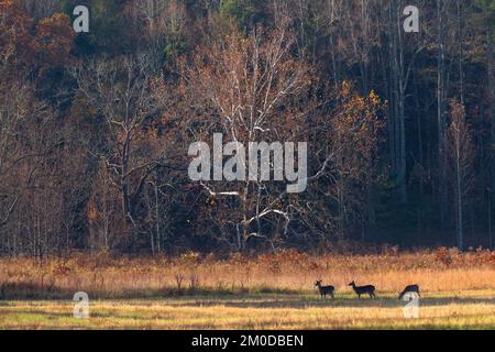 Cervi dalla coda bianca (Odocoileus virginianus), Cades Cove, Great Smoky Mountains NP, TN, USA, fine ottobre, di Dominique Braud/Dembinsky Photo Assoc Foto Stock