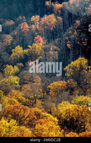 Vecchia foresta bruciata e colori autunnali in Great Smoky Mountains NP, TN, USA, fine ottobre, di Dominique Braud/Dembinsky Photo Assoc Foto Stock