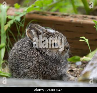 Baby Snowshoe Hare fuori dal nido. Foto Stock