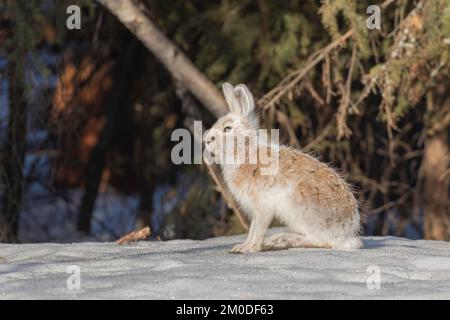 Il cappotto di Hare delle racchette da neve sta cambiando da inverno a primavera in Alaska Foto Stock