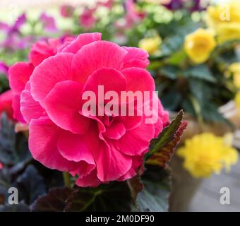 Un primo piano di Begonia Rosa Foto Stock