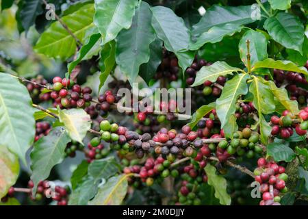 I cespugli di caffè maturano sulle montagne della Thailandia pronti per essere raccolti con ciliegie di caffè verdi e rosse. Chicchi di caffè arabica maturano sull'albero in Foto Stock
