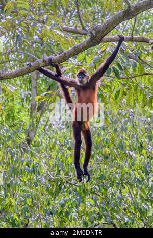 Scimmia ragno nera o di Geoffroy (Ateles geoffroyi) appesa in un albero in baldacchino foresta, Osa Peninsula, Puntarenas, Costa Rica. Foto Stock