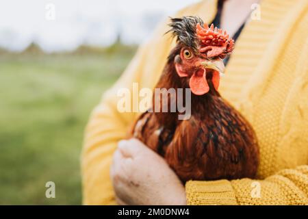 Donna contadina irriconoscibile che tiene razza di pollo rosso nella sua azienda agricola biologica Foto Stock