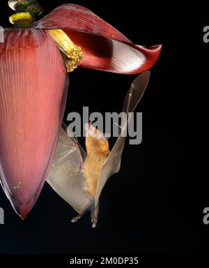 Pipistrello di nettare d'arancia (Lonchophylla robusta) da mangiare da Banana fiore, Osa Peninsula, Puntarenas, Costa Rica. Foto Stock