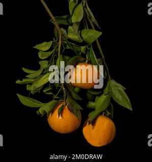 Tangerini che si aggettano su un ramo Foto Stock