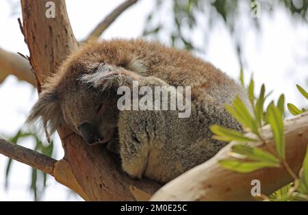 Carino koala dormire - Australia Foto Stock