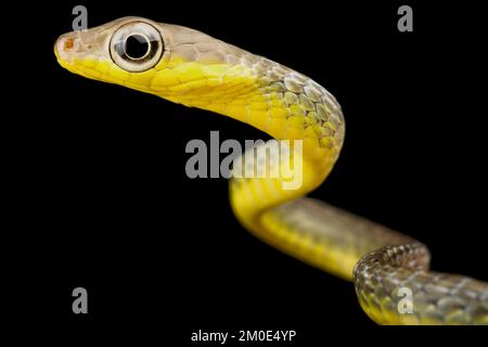 Serpente di frusta amazzonica (Chironius carinatus) Foto Stock