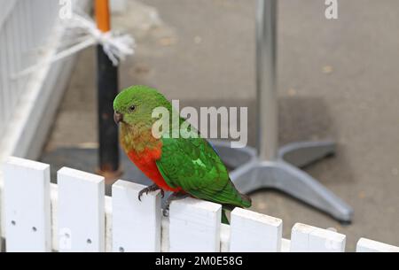 Pappagallo verde femminile australiano re sulla recinzione - Australia Foto Stock