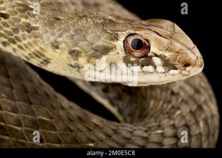 Serpente orientale di Montpellier (segno di Malpolon) Foto Stock