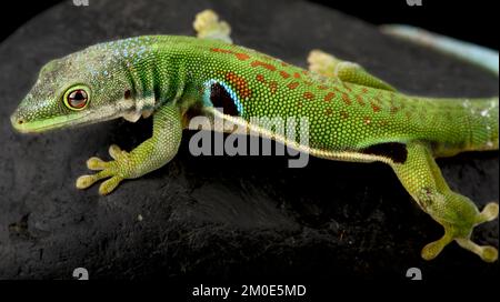 Gecko Peacock Day (Phelsuma quadriocellata) Foto Stock