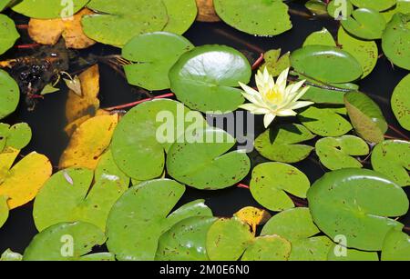 White water lily Foto Stock