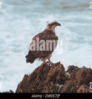 Bird, Osprey orientale seduto su rocce a promontorio che si affaccia sul mare, Australia Foto Stock