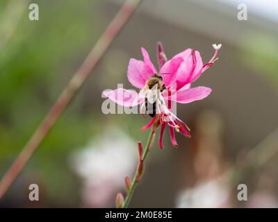 Un'ape che raccoglie il polline dall'interno di un fiore rosa Gaura o di una farfalla Whirling, sfondo sfocato, cottage Garden australiano Foto Stock