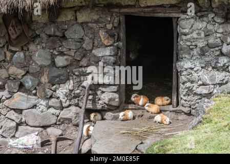 I porcellini d'India domestici (cavia porcellus) si affollano nella porta di una capanna di pietra nelle Ande, dove sono animali allevati per il cibo. Foto Stock