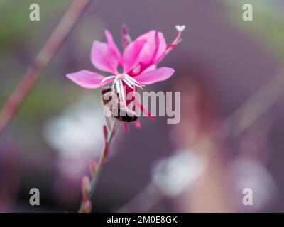 Un'ape che raccoglie polline da una rosa Gaura o farfalla vorticosa fiore, sfondo sfocato, giardino australiano cottage Foto Stock