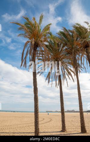 Palme di Playa de las Arenas nella città di Valencia nel 2022. Foto Stock