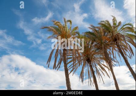 Palme di Playa de las Arenas nella città di Valencia nel 2022. Foto Stock