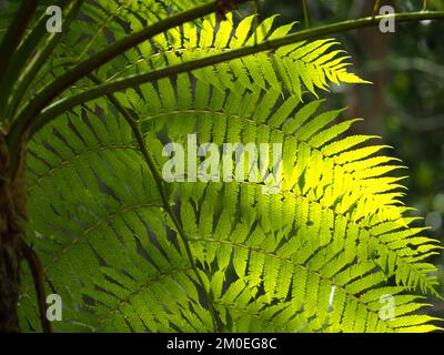 Le foglie di Fern illuminano alla luce del sole, il giardino costiero subtropicale australiano, la fotosintesi in azione Foto Stock