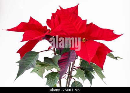 Casa di poinsettia closeup pianta. Euphorbia pulcherrima.Christmas Star Flower. Foto Stock