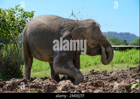 Un elefante asiatico, in piedi nel fango, versa l'acqua sporca dal suo tronco su se stesso. Foto Stock