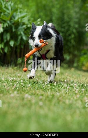 Confine collie cane giocare in un giardino Foto Stock