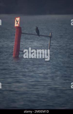 Cormorano seduto su un palo nel mezzo di un lago in una giornata misteriosa in autunno Foto Stock
