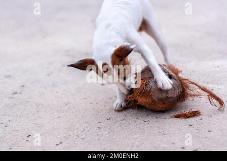 Jack Russell cane nibbles su vecchio cocco su cemento. Profondità di campo bassa. Foto orizzontale. Foto Stock