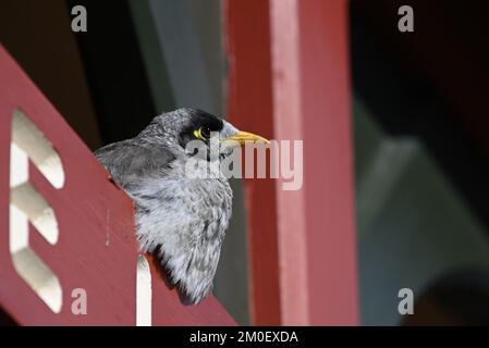 Un uccello minatore rumoroso, la manorina melanocephala, che si riposa mentre si siede in cima a un cartello di legno Foto Stock