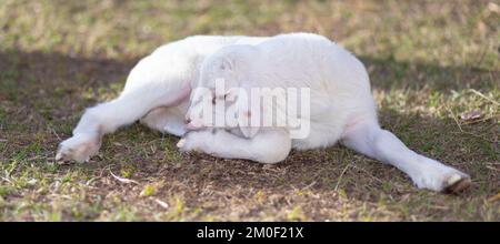 Napping katahding pecora agnello che è bianco brillante Foto Stock