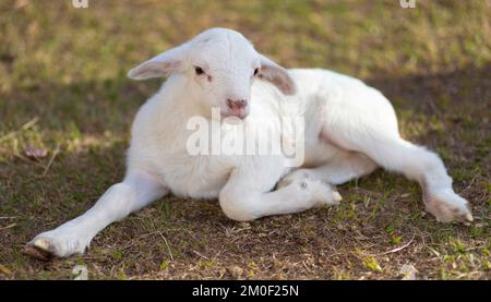 Bianco brillante e giovane agnello di pecora di katahdin che riposa su una certa erba Foto Stock