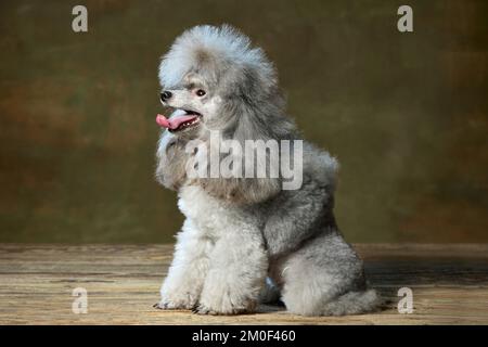 Ritratto di adorabile purebred poodle posa con lingua che sporge isolato su sfondo verde vintage studio. Vista laterale. Concetto di domestico Foto Stock