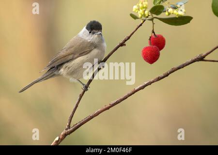 Comune maschio whitehocle su un ramo di un albero di fragola con frutti all'interno di una foresta mediterranea con la prima luce di una giornata fredda nel tardo autunno Foto Stock
