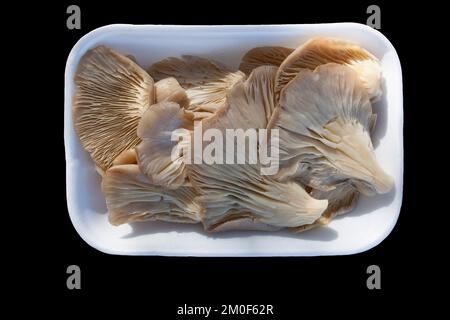 Fungo di ostrica o pleurotus ostreatus. Vassoio messo sopra tavolo da picnic di legno Foto Stock