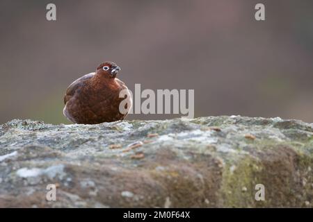 Gallo rosso seduto su una roccia Foto Stock